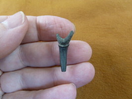 (S375-62) 1&quot; fossil Goblin Shark Tooth to be wired pendant teeth pendant... - $259.01 MXN