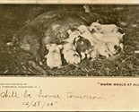 1905 Postcard UDB Piglets Suckling Sow Warm Meals At All Hours Livestock... - $19.75