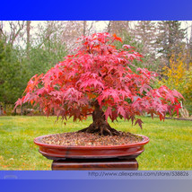 Office Decor Japanese Red Maple Hybrid Bonsai Seeds, Professional Pack, 20 Seeds - £2.70 GBP