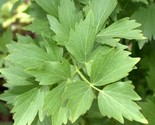 Lovage Seeds 200 Perennial Herb Garden Cooking Soups Stew Non-Gmo Fast S... - $8.99