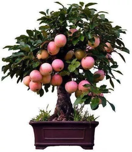 Dwarf Bonsai Apple Tree Seeds 50 Seeds Grow Exotic Indoor Fruit Bonsai - £10.21 GBP