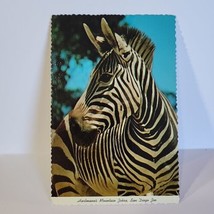 Vintage Postcard Hartmanns Mountain Zebra San Diego Zoo Wildlife Photogr... - £5.53 GBP
