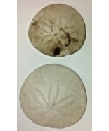 VINTAGE!! PAIR OF SAND DOLLARS, FREE SHIPPING US ONLY!! - $9.89