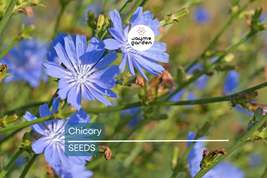 Chicory Seeds - Non-GMO - 75 Days to Maturity - Blue Flowers - USDA Zone... - $4.99+