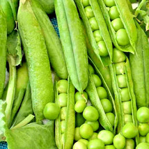 Grow in US 150+ Oregon Sugar Pod Peas Seeds Heirloom Non Gmo Vegetable Autumn Ga - £7.81 GBP