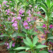 50 seeds Impatiens balsamina Seeds Light Purple Double Lilac Flowers - £5.45 GBP