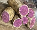 6  -Rooted Okinawa Sweet Potato Seedlings order yours now .Priority (2 o... - $24.99