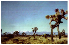 Joshua Trees In The Mojave Desert California Cactus Postcard Posted 1956 - £5.49 GBP