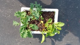 Live Plants - Vegetable  - Gourd Pepper Kale Tomato Melon -  2&quot; to 10&quot; tall - £7.99 GBP