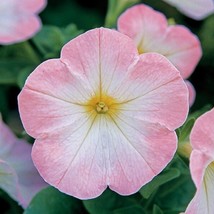 USA SELLER 2R9D4 Petunia Seeds 100 Pelleted Petunia Trilogy Salmon Morn ... - $41.95