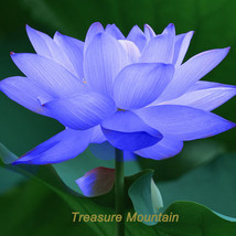 1Seed, Blue Nelumbo Nucifera China Beautiful Lotus Pad, Decorative Garden Flower - £23.13 GBP