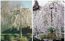 Cherry Weeping 2 Elegant Tree Wide Over Hanging Branches Out Live Plant 2.5&quot; Pot - £66.43 GBP