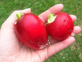 German Giant Radish Seeds Super Large Heirloom From Germany Scarlet Red Skin Fre - £11.88 GBP