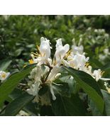 50Pcs Lonicera fragrantissima | Winter Honeysuckle | 50_Seeds - $7.55