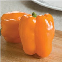 USA SELLER Gourmet Orange Sweet Peppers Seeds Fast Shipping - £7.56 GBP