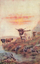 Highland Bestiame ~Un Raffreddamento Stream IN Scozia ~1905 Circa W Faulkner - £6.74 GBP