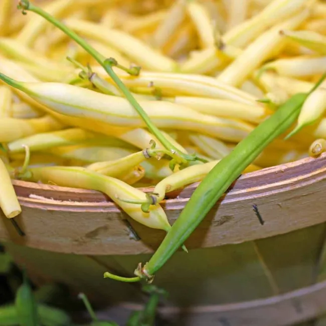 Kentucky Wonder Yellow Wax Pole Bean 30+ Seeds Heirloom Non Gmo Fresh Garden - £14.86 GBP