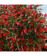 Red Cluster Bottlebrush Callistemon Citrinus Small Rooted Starter Plant ... - €38,50 EUR