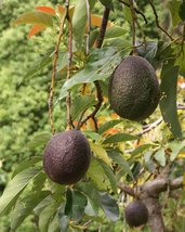 FRUIT TREE: GRAFTED AVOCADO HASS LIVE PLANT (12&quot;-24&quot;) - £140.63 GBP