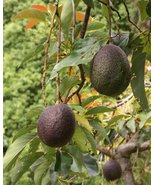 FRUIT TREE: GRAFTED AVOCADO HASS LIVE PLANT (12&quot;-24&quot;) - £139.66 GBP