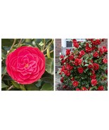 TOM KNUDSEN Camellia Japonica Live Starter Plant - $65.63 CAD