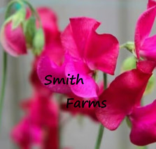 25 Seeds Hot Neon Pink Sweet Pea Flowers Lathyrus Belinensis Beautiful Plant Fro - £7.91 GBP