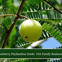 USA SELLER New Phyllanthus Indian Gooseberry 10 Seeds Container Gardenin... - $21.36