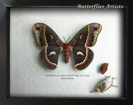 Real Hyalophora Cecropia Pupa Cocoon Robin Silk Moth Framed Entomology Shadowbox - £93.43 GBP