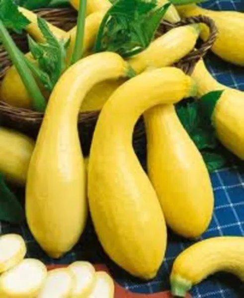 New Fresh 100 Yellow Crookneck Squash Seeds Golden Summer - £9.38 GBP