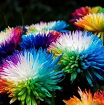 100 Cute Rainbow Chrysanthemum Livingstone China Aster Seeds - $10.71