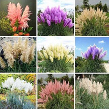 200 Seeds Pampas Grass G2, Mixed Colors Purple, Pink, Cream, Orange Cream White  - $5.84