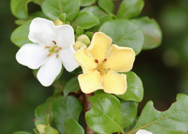 5 Pc Seeds Spiny Gardenia Flower Plant, Catunaregam spinosa Seeds for Planting  - £14.77 GBP