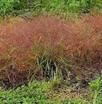 BPA 100 Seeds Ruby Silk Lovegrass Ornamental Love Grass Eragrostis TefFr... - $9.90