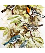 Blackburnian &amp; Cerulean Warblers 1957 Lithograph Bird Print John H Dick ... - $909.70 MXN
