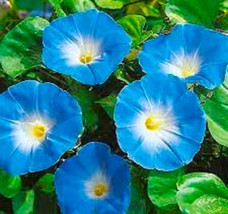 BStore Heavenly Blue Morning Glory Ipomoea Seeds 30 Seeds - £5.94 GBP