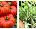 Lot Of 3 Beefsteak Tomato Live Plants 6 To 10 Inches 60+ Days Old - £36.08 GBP