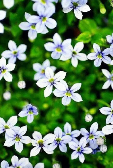 BlueStar Creeper Isotoma Fluviatilis 3 Seasons of Blooms Quart Pot Seeds 50Seeds - £7.44 GBP
