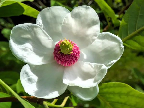 Top Seller 10 Oyama Magnolia Tree White Pink Flower Pink Pod Sieboldii S... - $16.60