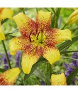Lilium Asiatic Lily Golden Stone Yellow and Red Flower 3 bulbs per order... - £9.41 GBP