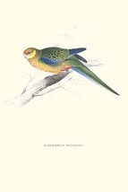 Stanley Parakeet Young Male - Platycercus Icterotis 20 x 30 Poster - $25.98