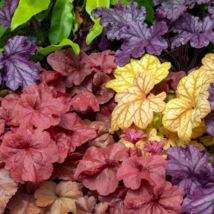 Mixed Heuchera Bonsai Coral Flower Coral Bells  - 100 Seeds - $9.91