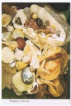 Florida Postcard Sea Shells Treasures Of The Sea - £1.71 GBP