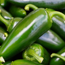 SD 25 Seeds Tam Jalapeno Pepper Seeds Garden Seeds - $7.99