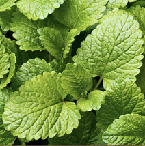 500 Organic Lemon Seeds Balm Herb Lemon Balm Seeds Seed Mint Melisa Ts - £6.24 GBP