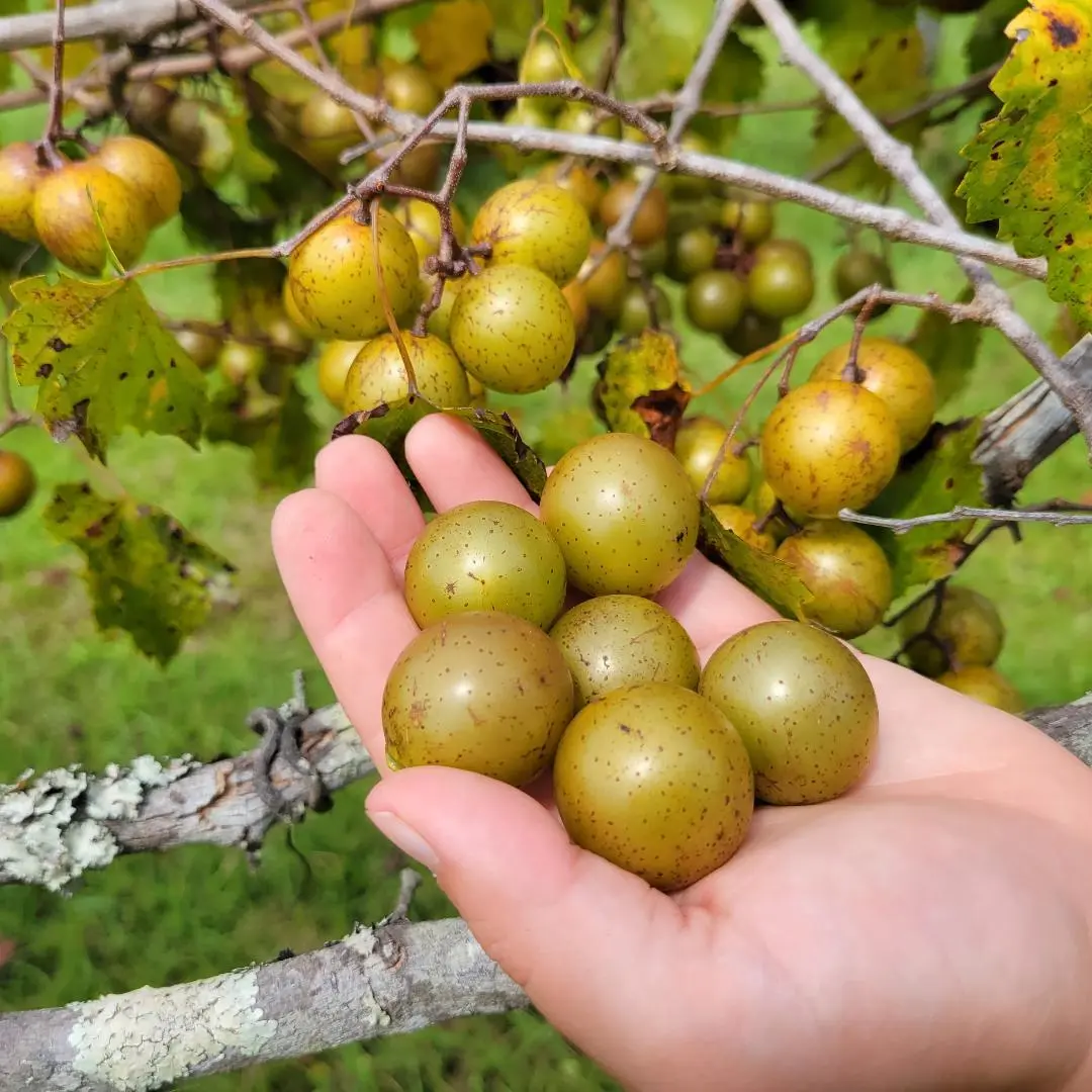 5 of  Scuppernong Seeds | Vitis Rotundifolia Southern Grape Super Sweet ... - £3.07 GBP