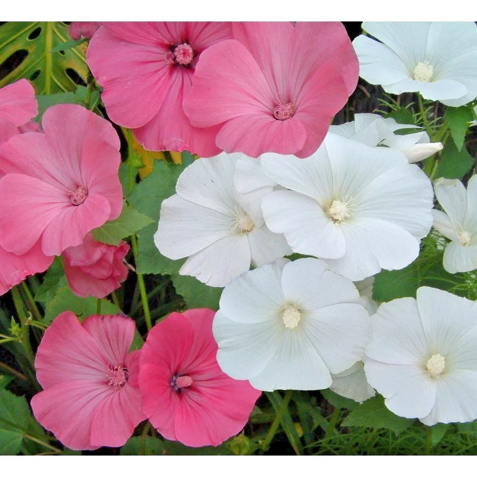 Rose Mallow Mix Wildflower 100 Seeds - £7.89 GBP