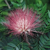 15 Seeds Powder Puff Plant Flowers Fresh Seeds - $187.71 MXN