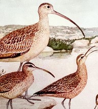 Curlews And Godwits Shorebirds 1936 Bird Lithograph Color Plate Print DW... - $458.55 MXN
