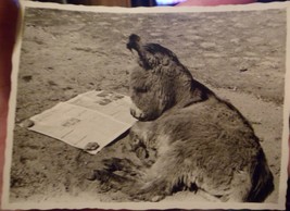 ANTIQUE PHOTO. BABY DONKEY READS NEWSPAPER. - $9.00