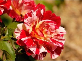 George Burns Rose Seeds, 30 with FREE SEED OFFER - £5.49 GBP